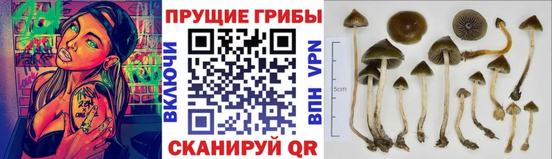 Псилоцибиновые грибы MAGIC MUSHROOMS  Купить  Острогожск 